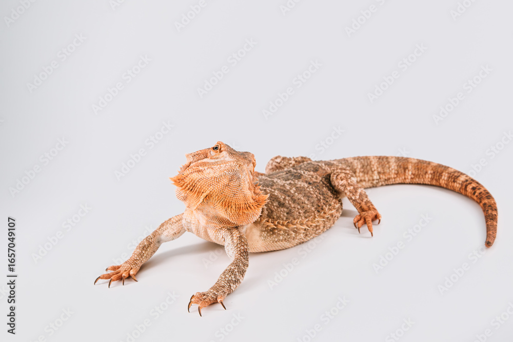 Obraz premium Bearded dragon