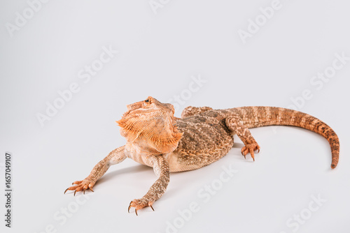 Bearded dragon