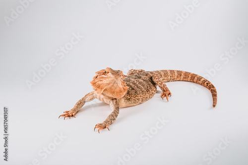 Bearded dragon