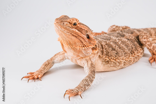 Bearded dragon