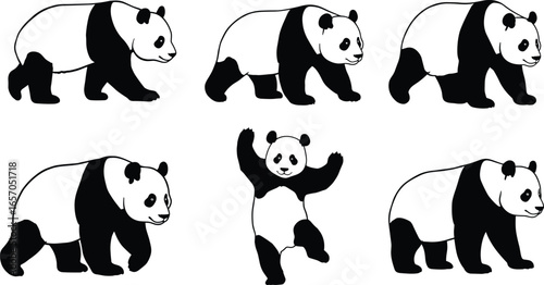 Panda illustrations set, cartoon style, black and white, various poses, cute animal, wildlife, flat design, outline, bear, vector art