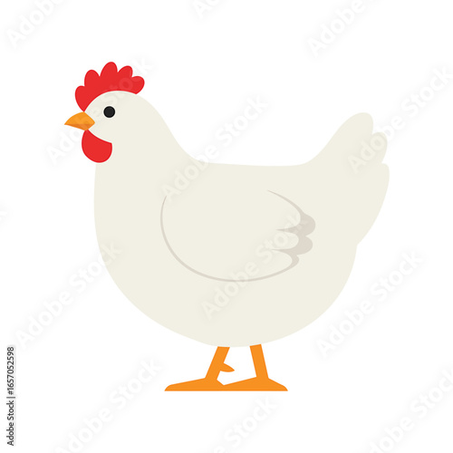 Illustration of a white chicken, a common domestic fowl raised for meat and eggs, , often found on farms and in rural areas