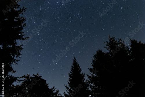 A clear night sky filled with countless stars above the dark silhouettes of forest trees. A peaceful and atmospheric view of nature at night.