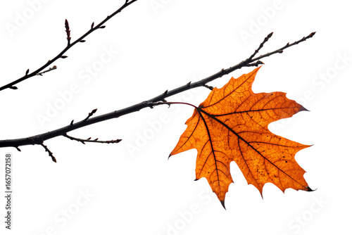 Isolated autumn maple leaf on bare branch with transparent background
