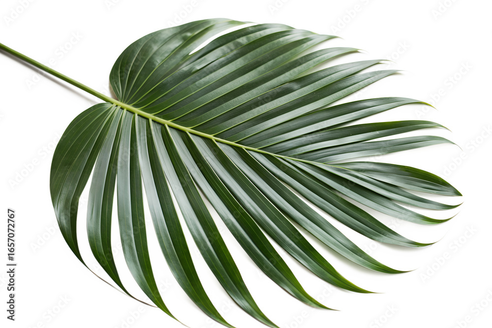 Obraz premium Isolated green palm leaf with glossy texture on transparent background