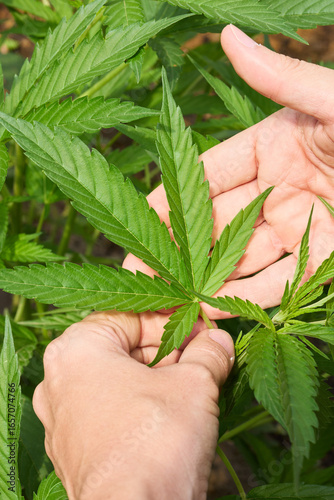 Farmer holding cannabis leaf in hemp field: examining crop growth