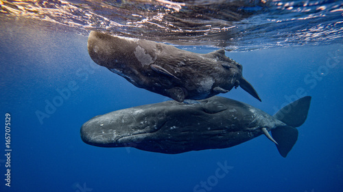Large whales swim in pairs in the blue ocean. People dive to mammals under water. Blue whale or sperm whale playing in blue water. Underwater shot of a wild whale panting. Aquatic marine animals