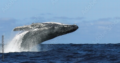 Humpback whale jump Megaptera breaches near East London South Africa. Shot in Tonga or South Africa. Humpback whale jumps out of the water Slow motion. Wildlife giant marine mammals. Amazing animals