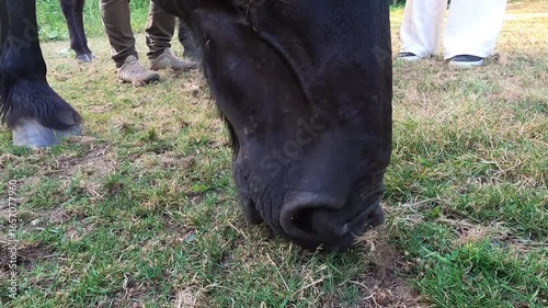 A black Pyrenean horse peacefully savouring fresh grass in a meadow
