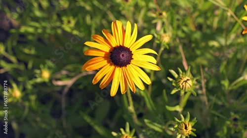 Closeup shot of Black-eyed Susan flower in blossom