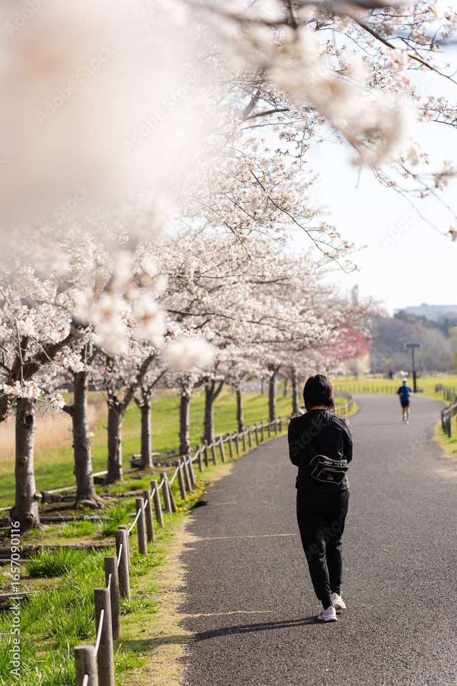 Obraz premium 偕楽園公園 四季の原の桜並木を歩く人