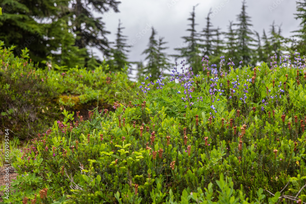 Fototapeta premium wild flowers in the forest