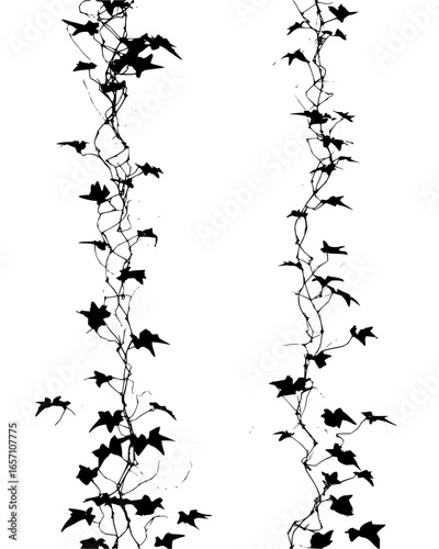 Ivy vines, decorative elements for garden design with climbing plants and leaves, botanical illustrations and nature concept vector art drawing