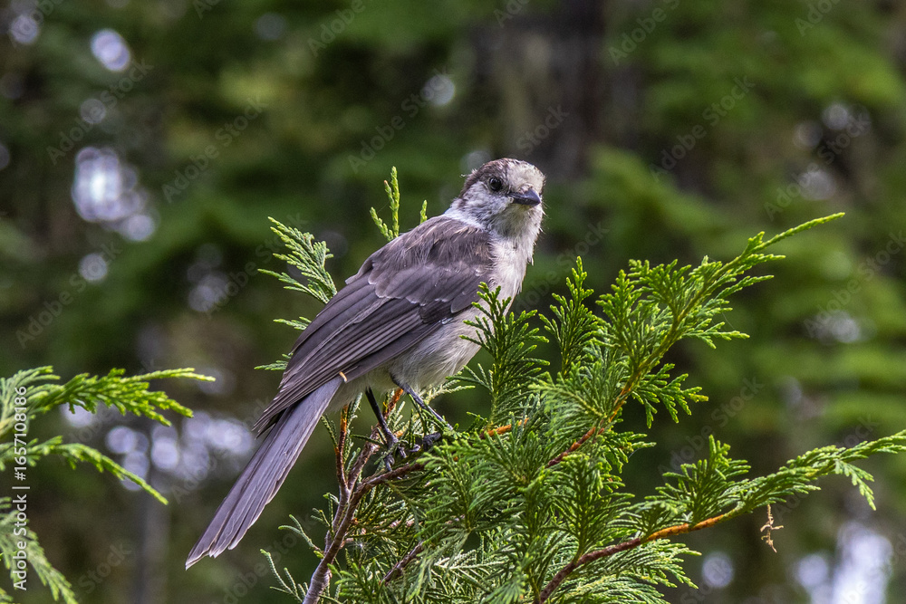 Fototapeta premium bird on a branch