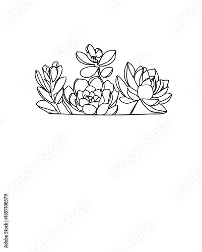 A delicate succulent arrangement, perfect for adding a touch of nature to designs with its unique botanical charm vector art drawing