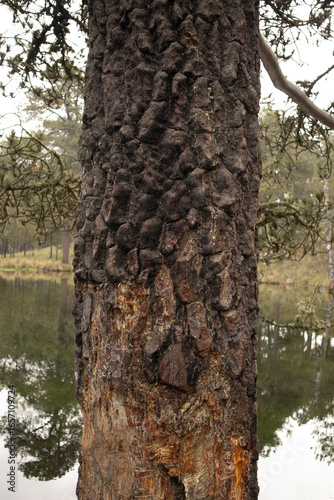 tree trunk in the forest