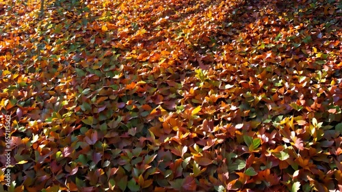Overhead bird’s-eye pan across an even layer of colorful autumn leaves