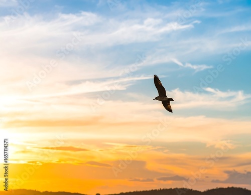 Silhouette bird soaring sunset sky
