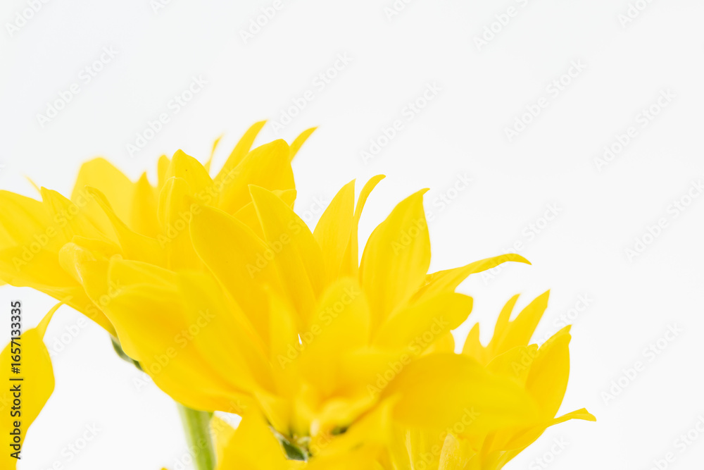 Obraz premium 黄色のスプレー菊の花を白背景でマクロ撮影14