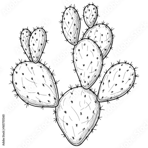 Prickly Pear Cactus with Flat Pads with Hand-drawn Style
