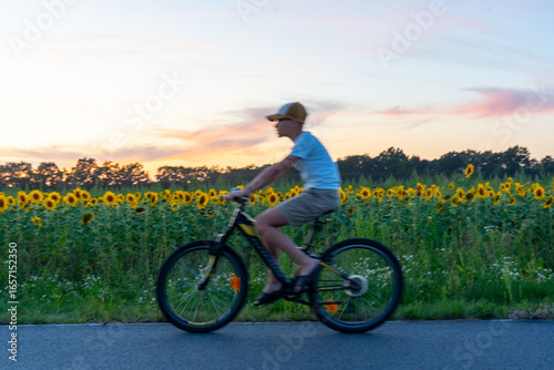 Young boy riding bicycle along countryside road near blooming sunflower field at golden sunset. Concept of childhood freedom, summer holidays, active lifestyle, outdoor adventure and rural landscape.