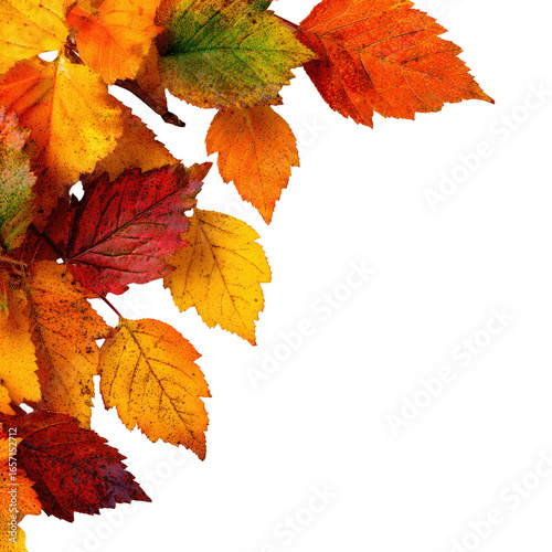 Autumn leaves in a corner border