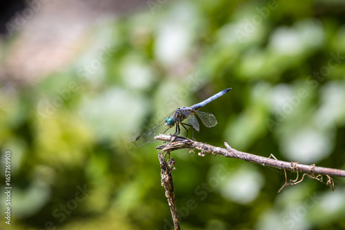Obraz na plátně A Dragonfly perched on a broken branch with a nice blurred background
