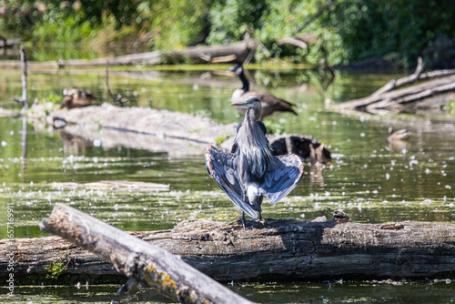 Fotografie A Great Blue Heron perched on a log with its wings spread open to dry them in th
