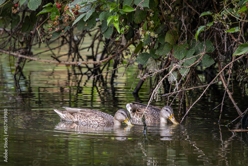Obraz na plátně A pair of female Mallard Ducks chilling under some overhanging bushes in Whitake