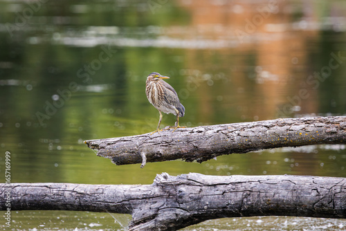 Fototapeta A Green Heron walking across a floating log in a lake