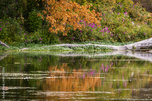 Fotografie A beautiful colorful view of the lake with a reflection of the plants and purple