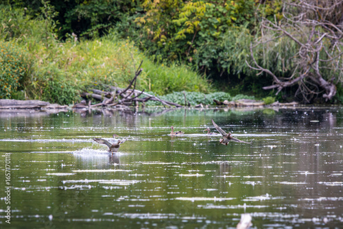 Obraz na plátně Two Mallard Ducks flying in to land in a lake