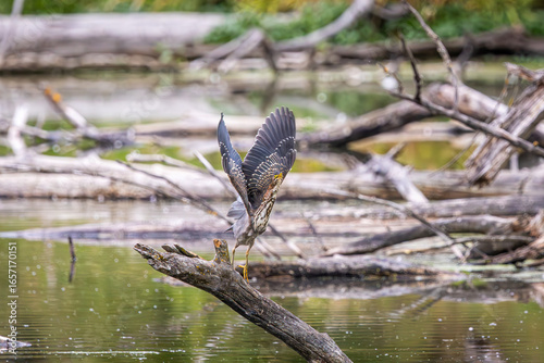 Fotografie A Green Heron taking flight from a stump in the water at Whitaker Ponds Nature P
