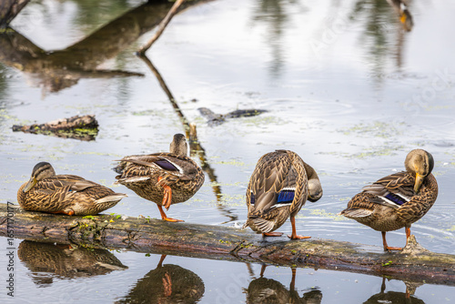 Fototapeta Four ducks lined up in different poses on a floating log in Whitaker Ponds Natur