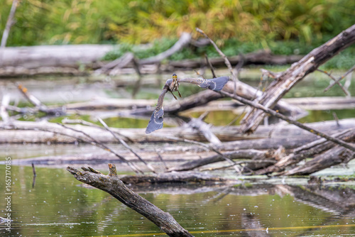 Obraz na plátně A Green Heron flying with its head stretched up and staring directly at the came