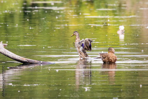 Fotografie A female Mallard Duck flapping its wings in the water
