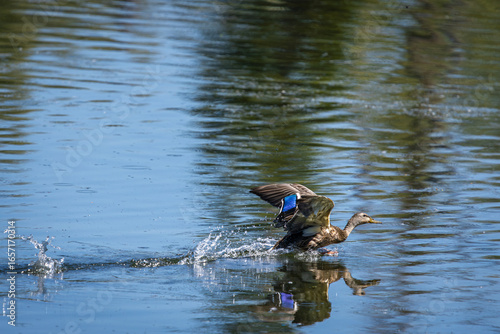 Fototapeta A female duck taking off from the water