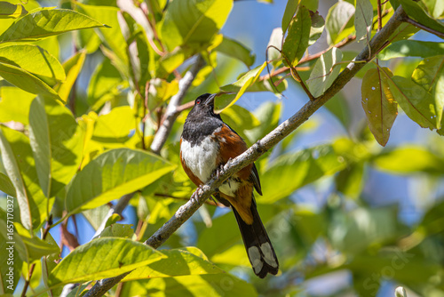 Obraz na plátně A Spotted Towhee perched high up in a tree