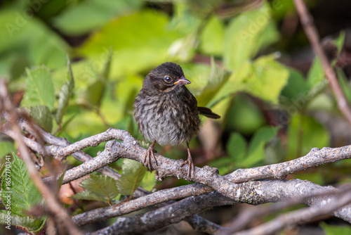 Fotografie A juvenile Song Sparrow perched on a branch in the forest
