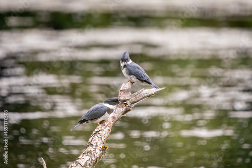 Fotografie A pair of Belted Kingfishers perched on a branch over the water