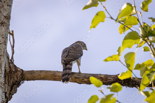 Fototapeta A Cooper's Hawk perched on a branch