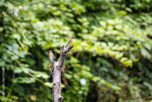 Obraz na plátně A pair of Cedar Waxwings perched on a branch