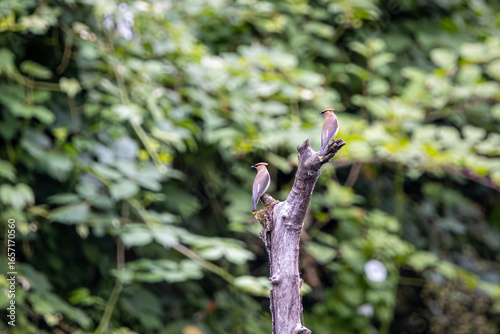 Fotografie A pair of Cedar Waxwings perched on a tree