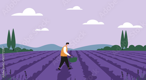 Person harvesting fragrant lavender in a sprawling purple field. Evokes rural life, nature, agriculture, and summer travel destinations like Provence.