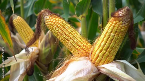 Two ripe corn cobs on the stalk, surrounded by lush green leaves