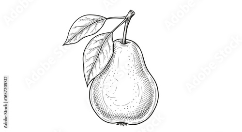 Detailed monochrome illustration of a pear with leaves and a stem, showing intricate details.