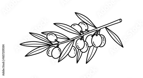Olive branch with olives and leaves, black and white vector illustration.
