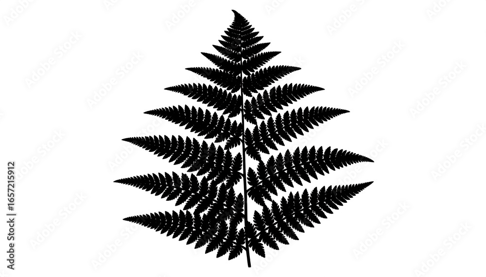 Naklejka premium Detailed silhouette of a fern leaf.