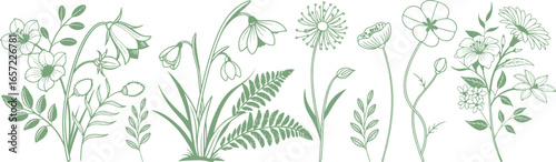 Minimalist green wildflower line art illustration with botanical elements and elegant foliage. Perfect for eco-friendly design, modern wall art, and decorative projects. High-quality floral vector art