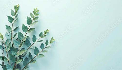 Eucalyptus leaves and copy space. Aroma. Botanical. Nature. Natural. Background material.